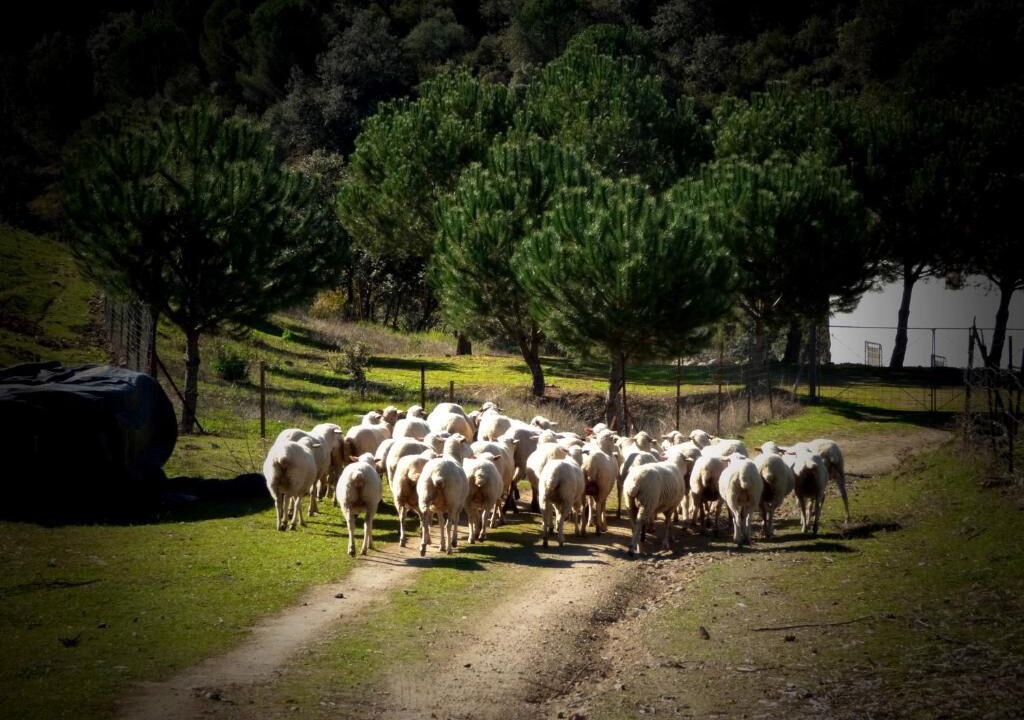 Photo of Others in Villaviciosa de Cordoba