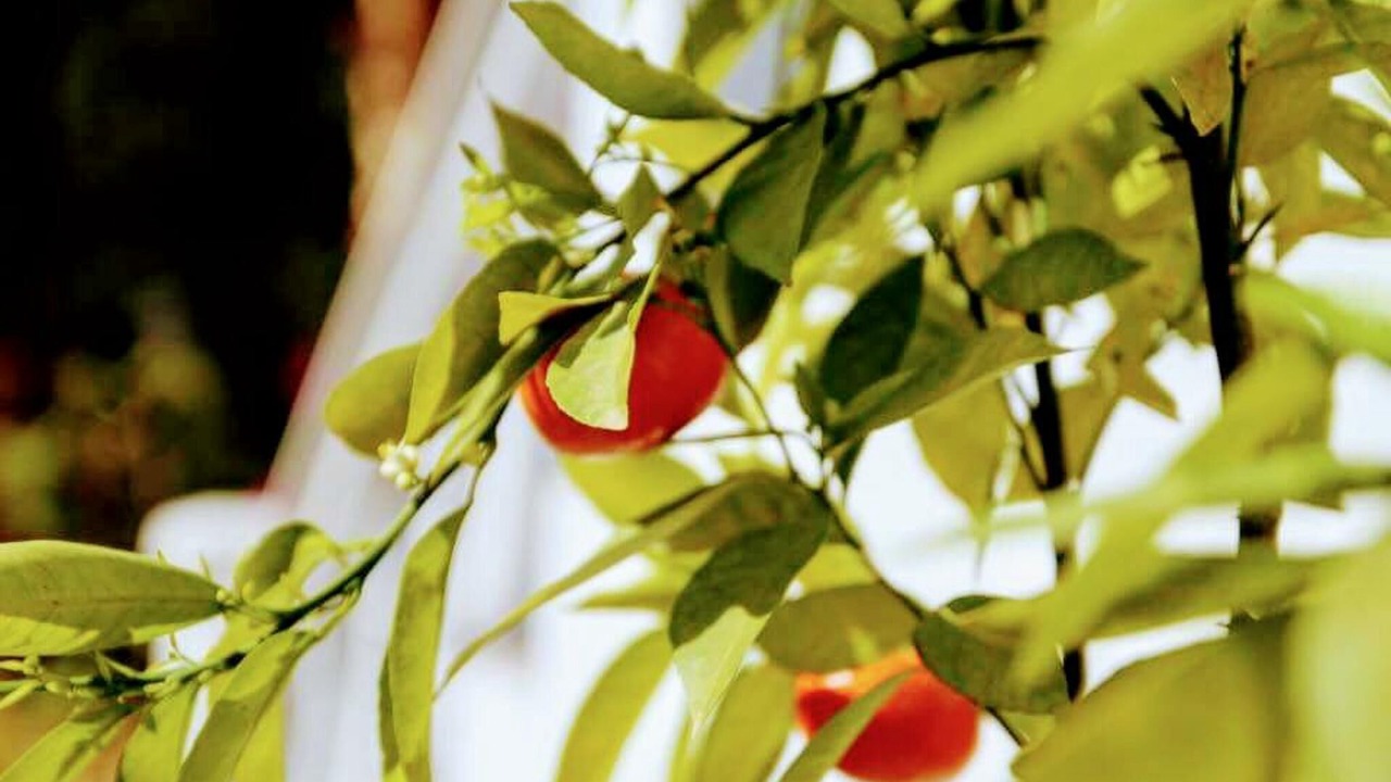 Photo of Outdoor in Canillas de Aceituno