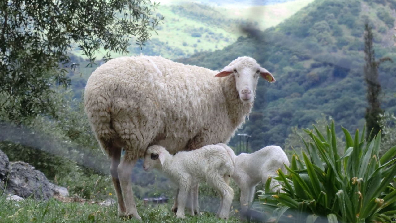 Photo of Outdoor in Grazalema