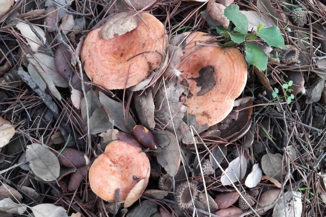 Photo of Human In Picture in Linares de la Sierra