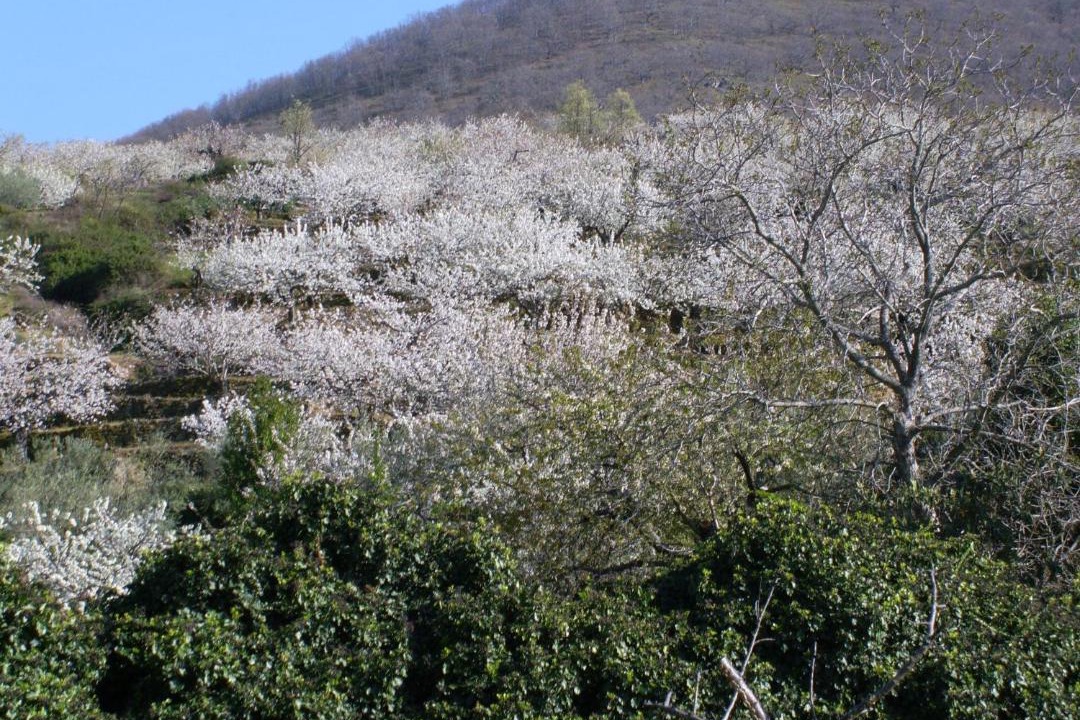 Photo of Others in Gargantilla