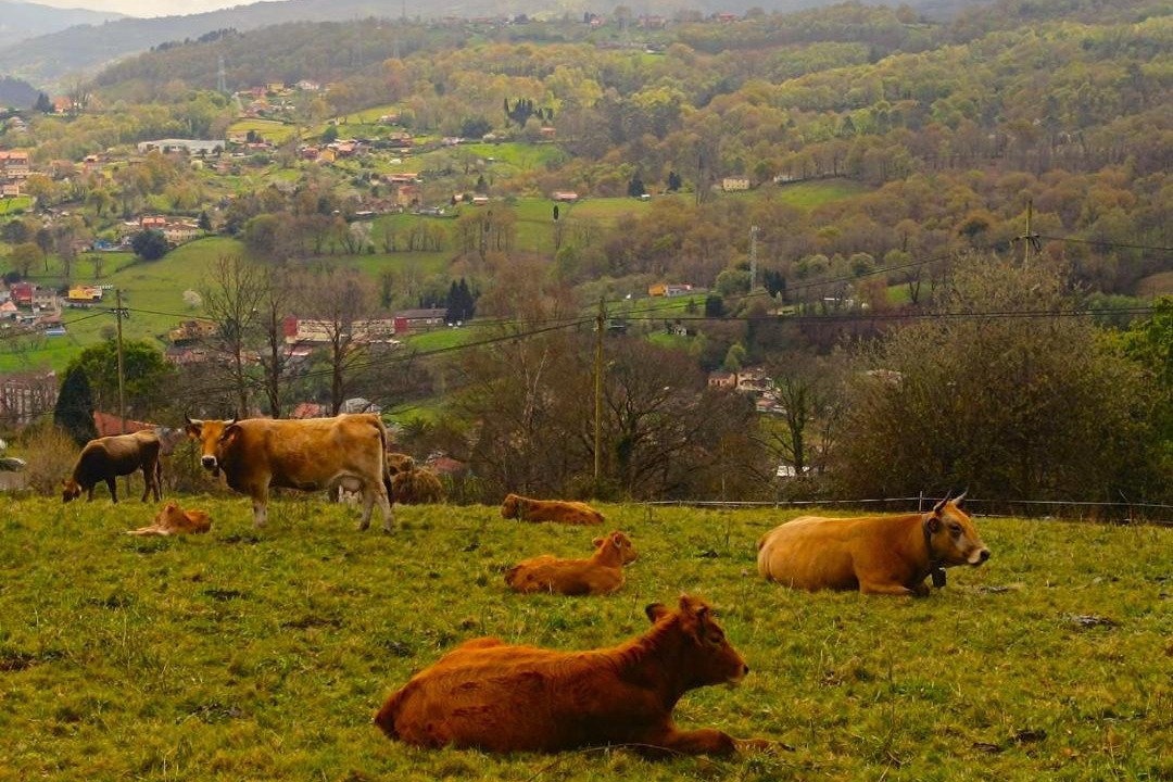 Photo of Others in Langreo