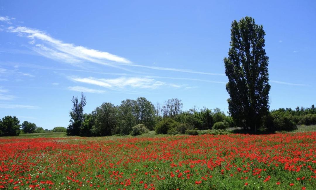 Photo of Others in Albarreal de Tajo