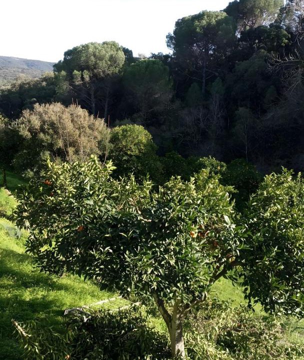 Photo of Others in Linares de la Sierra