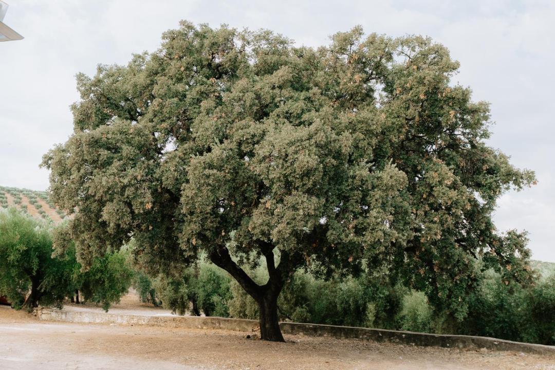 Photo of Others in Iznajar