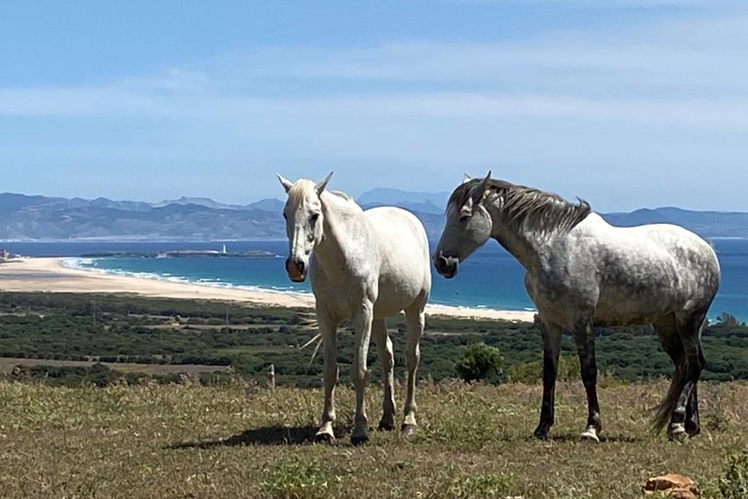 Photo of Others in Tarifa