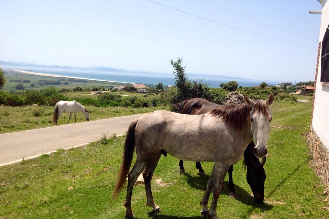 Photo of Others in Tarifa