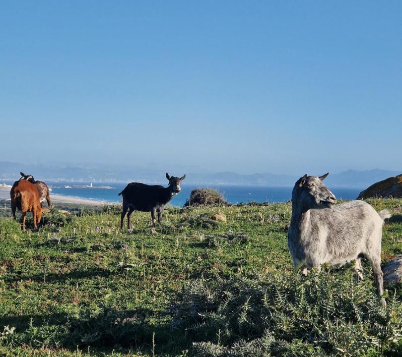 Photo of Others in Tarifa