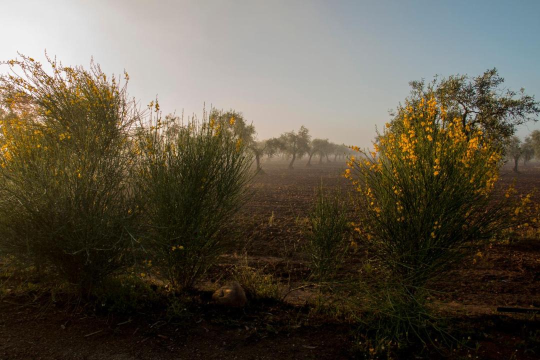 Photo of Others in Cordobilla de Lacara