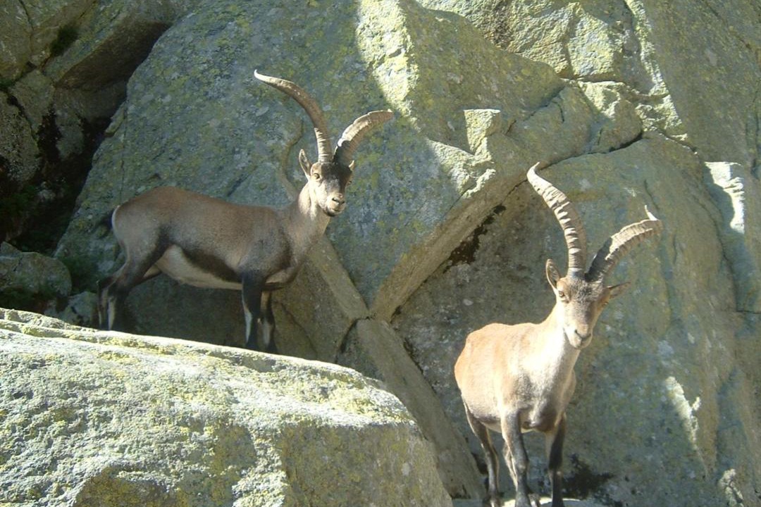 Photo of Others in Hoyos del Espino