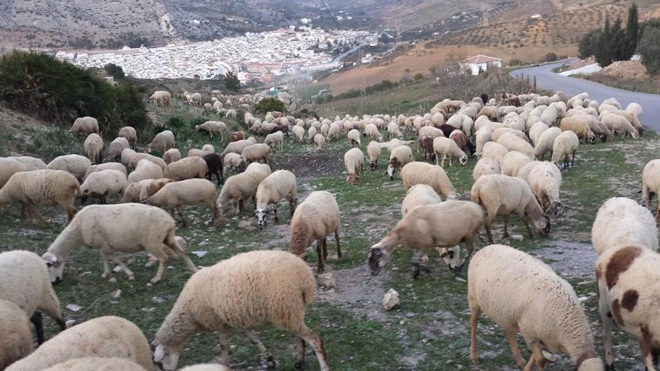 Photo of Others in Valle de Abdalagis