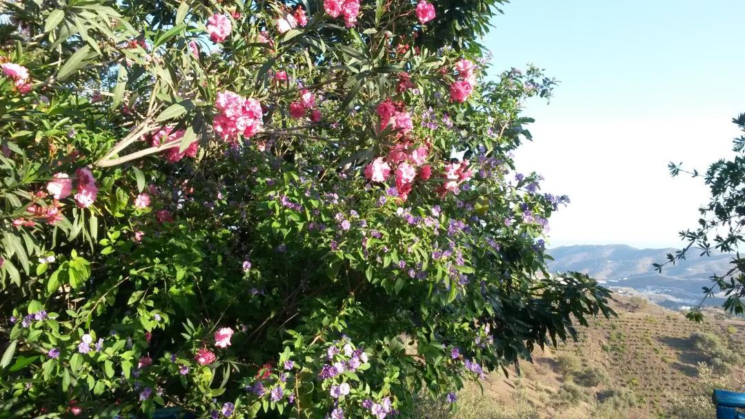 Photo of Outdoor in Velez-Malaga