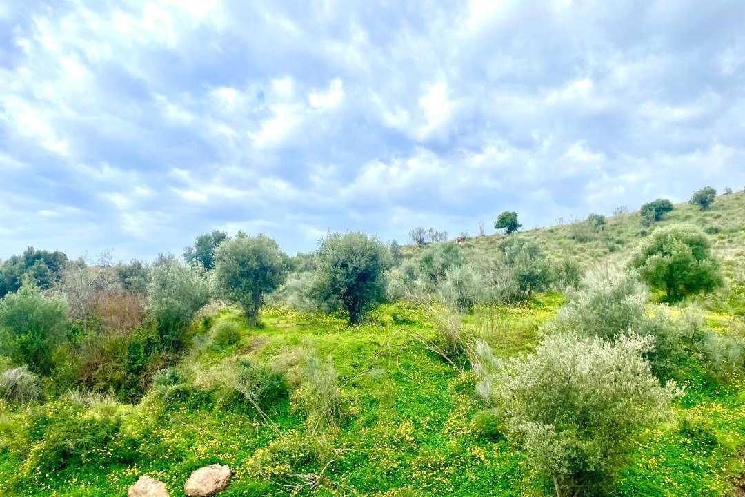 Photo of Others in Benajarafe