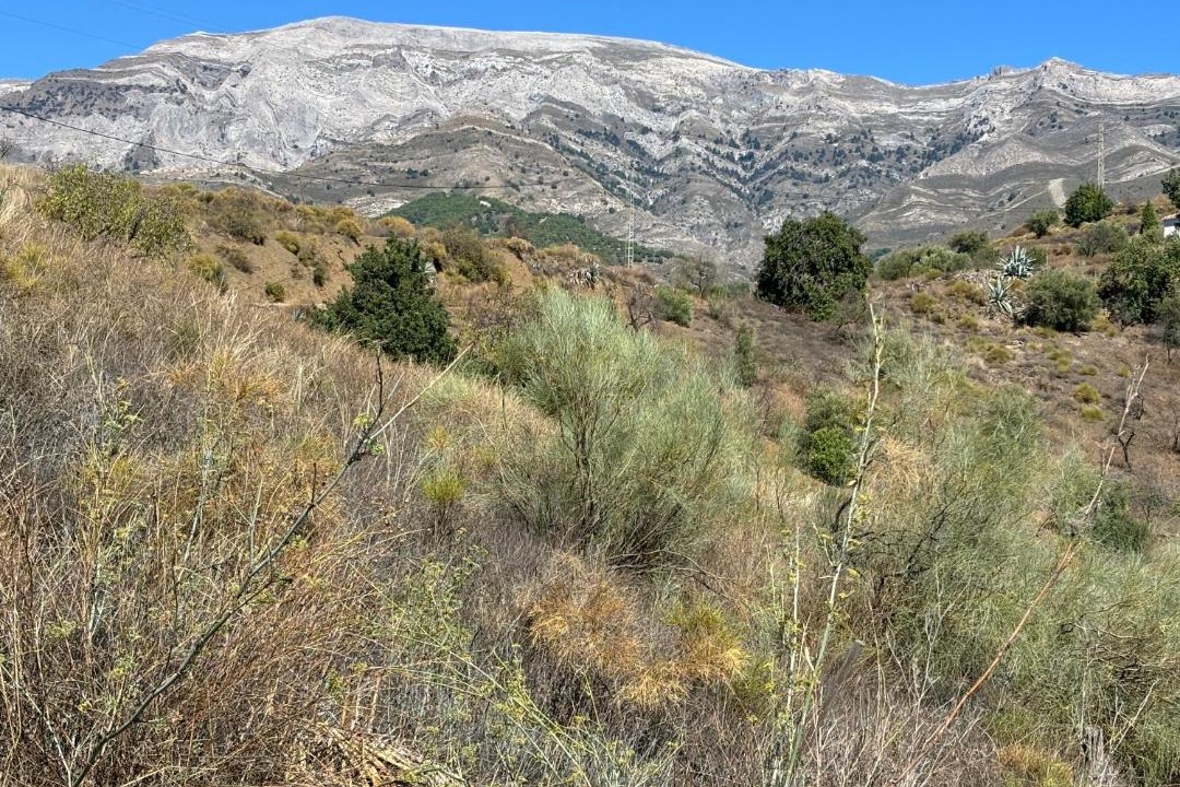 Photo of Outdoor in Sedella
