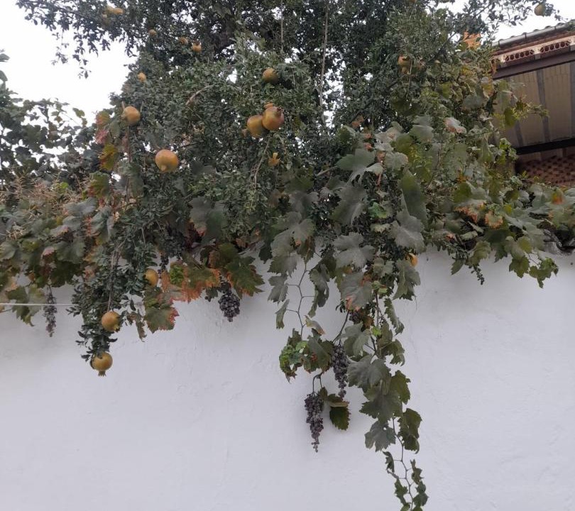 Photo of Others in Old Town Baeza