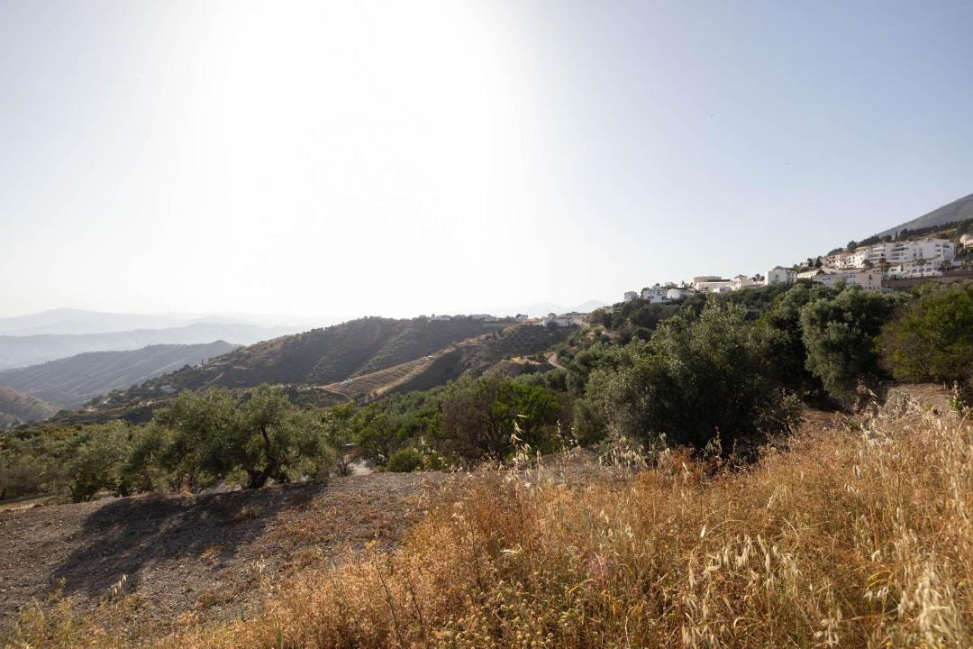 Photo of Others in Canillas de Aceituno