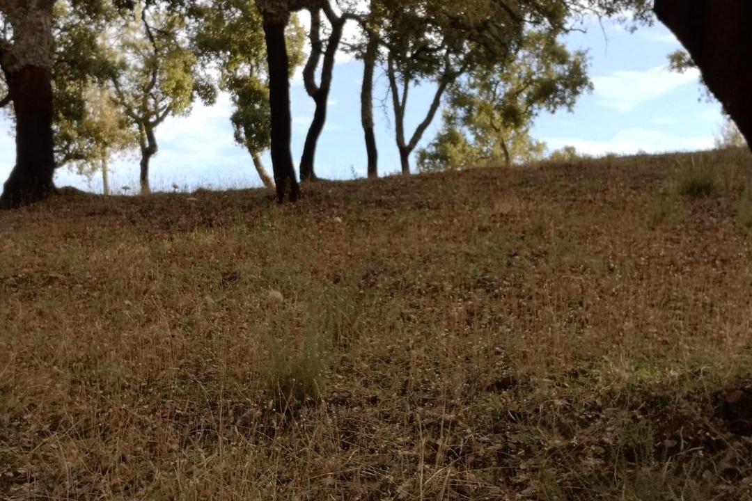 Photo of Others in Jabugo