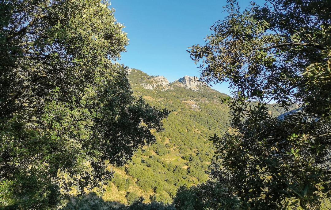 Photo of Others in Benalauria