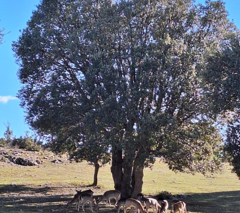 Photo of Others in Las Nogueras