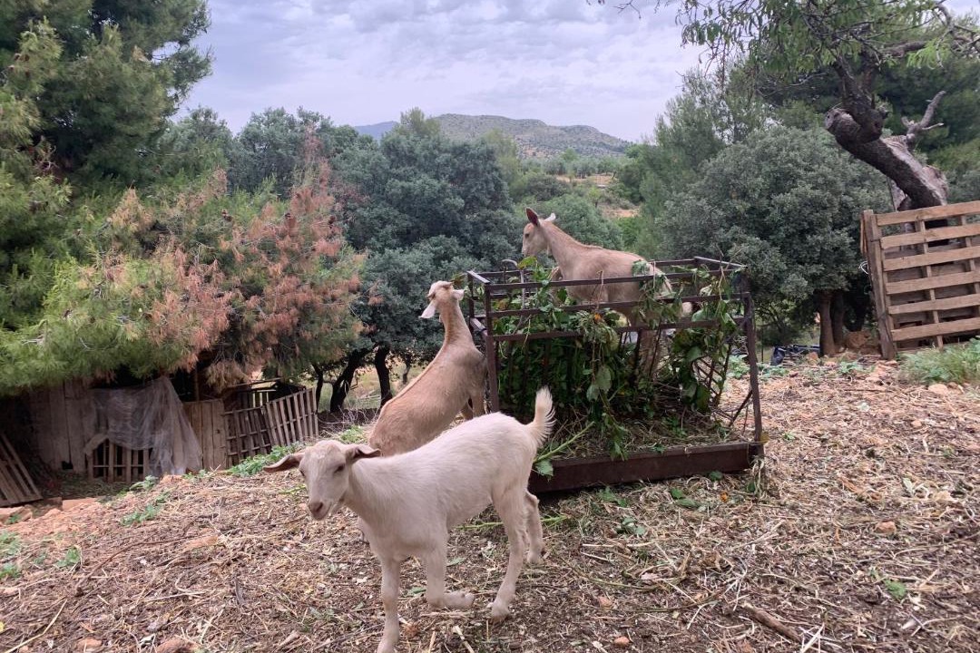 Photo of Others in Pozo Alcon