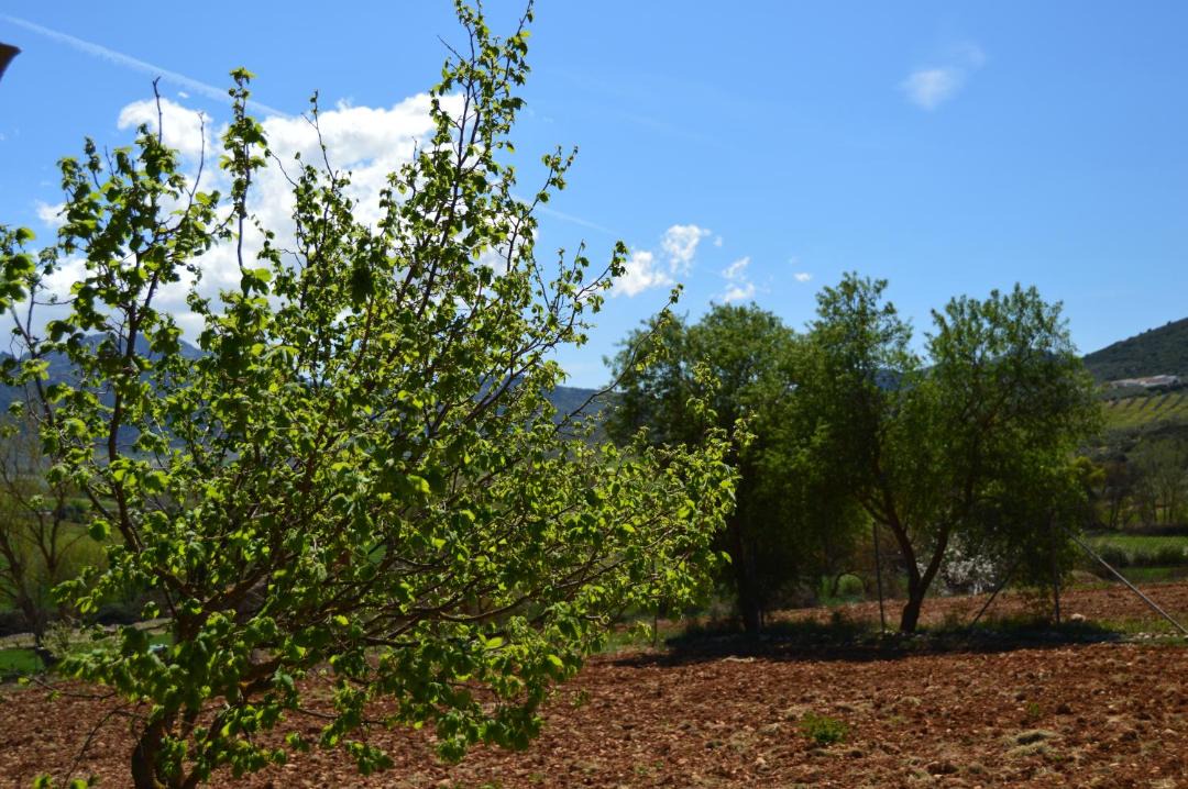 Photo of Others in Antequera