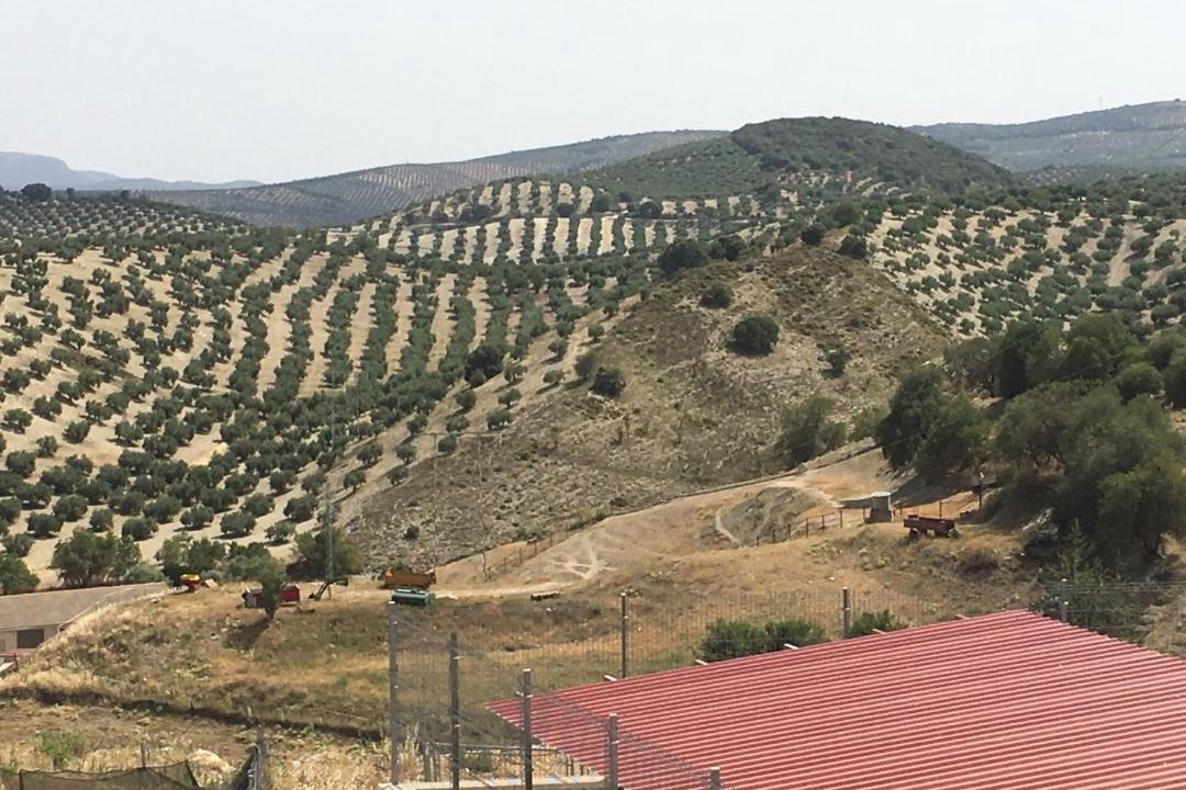 Photo of Others in Noalejo
