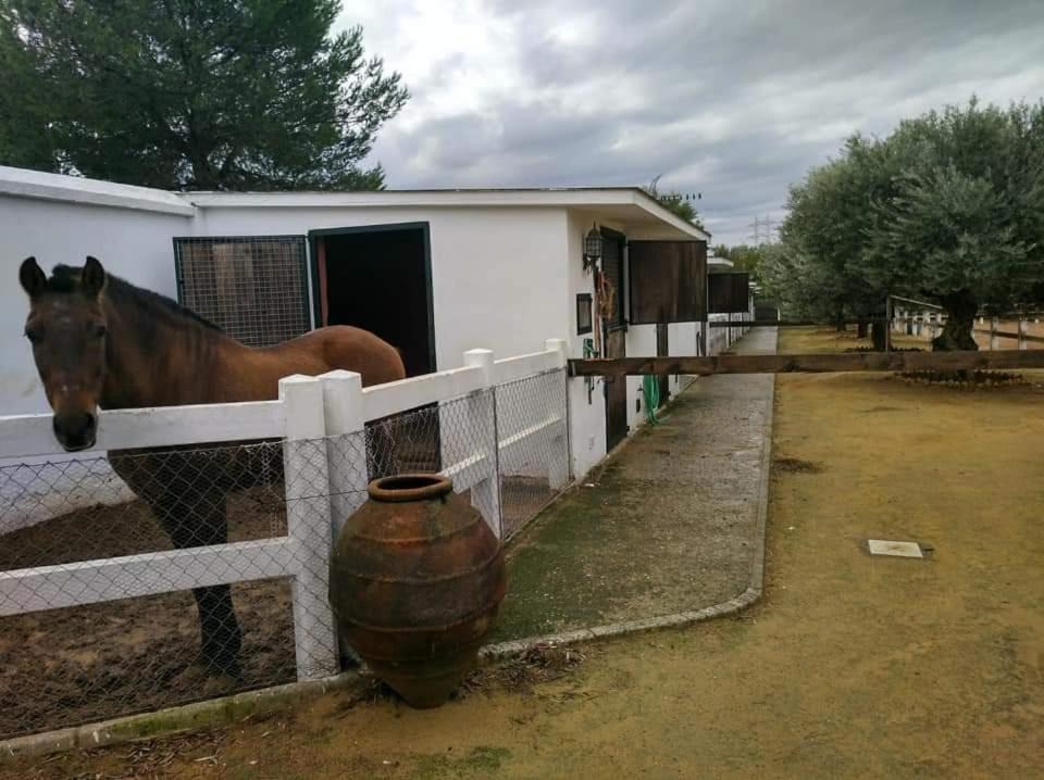 Photo of Others in Alcala de Guadaira