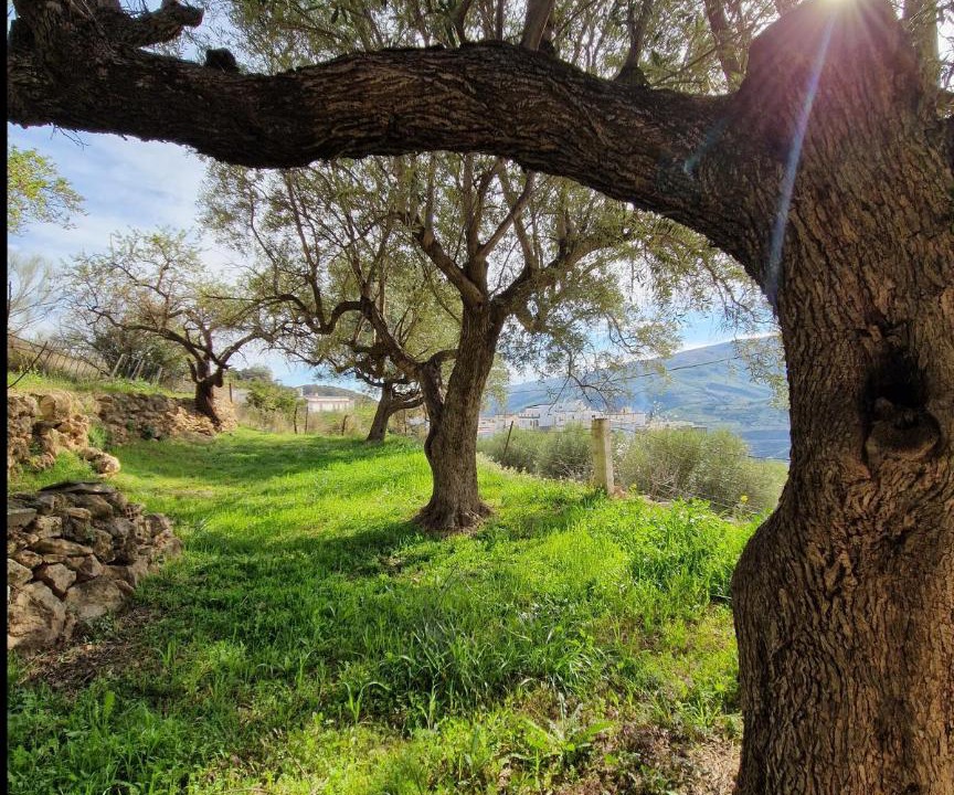 Photo of Others in Almegijar