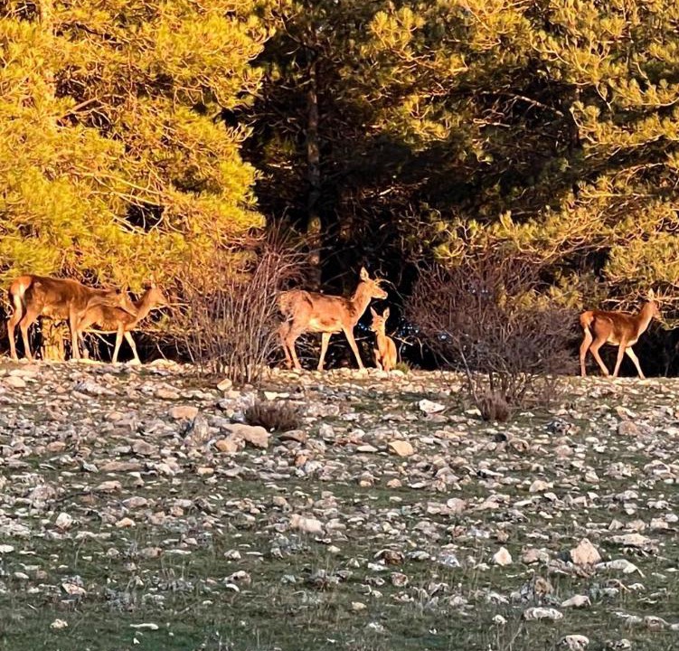 Photo of Others in Yeste