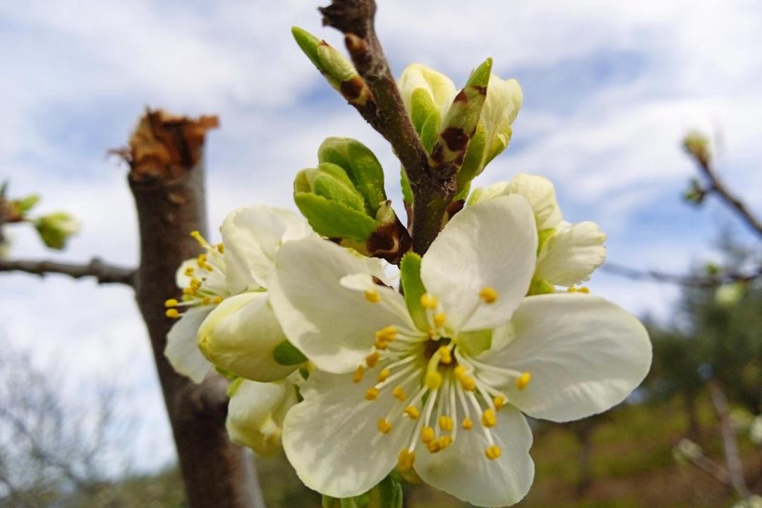 Photo of Outdoor in Zarza de Granadilla