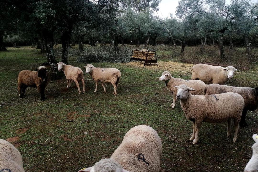 Photo of Others in Constantina