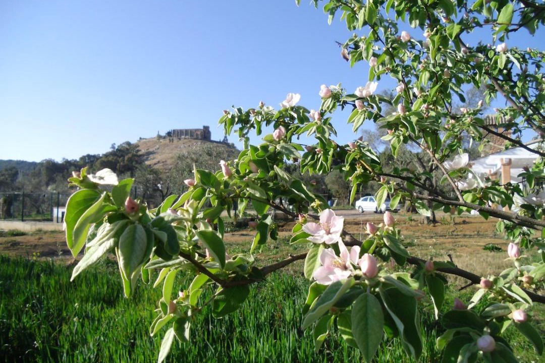 Photo of Others in Aracena