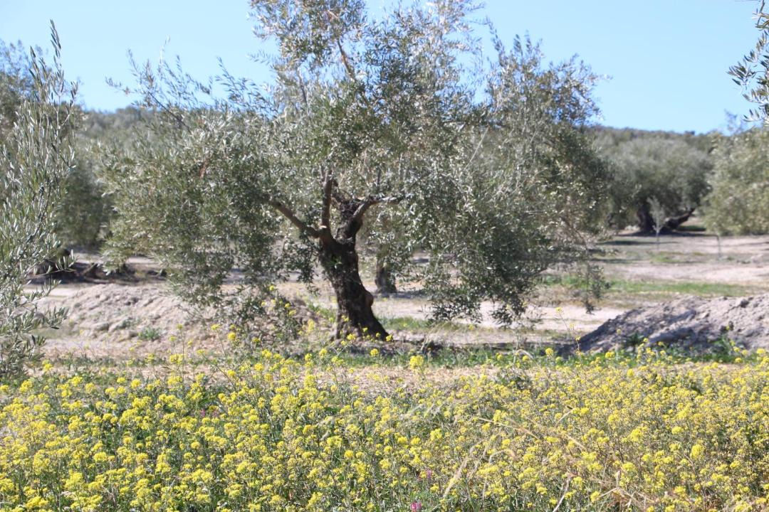 Photo of Others in Fuente-Tojar