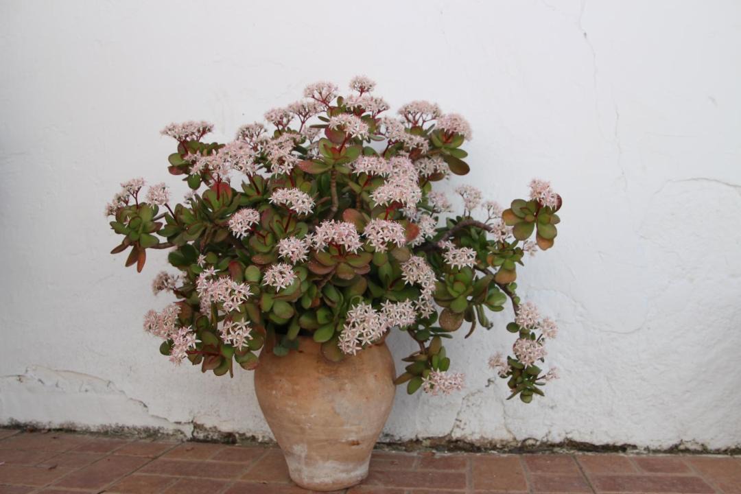 Photo of Others in Fuente-Tojar