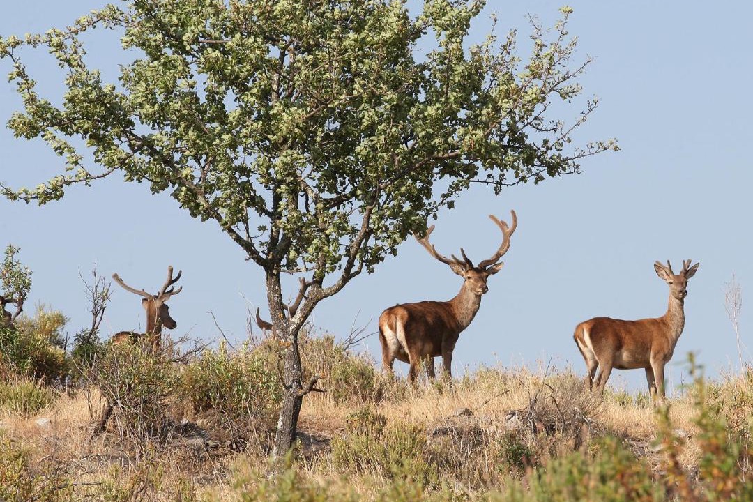 Photo of Outdoor in Constantina