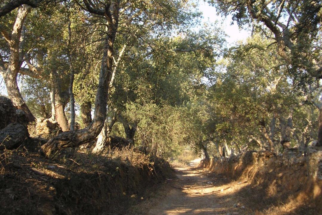 Photo of Others in La Codosera