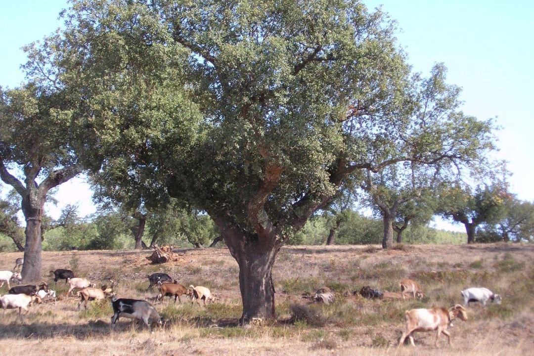 Photo of Others in La Codosera
