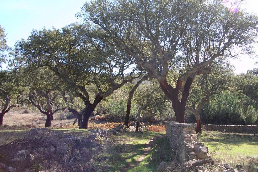 Photo of Others in La Codosera