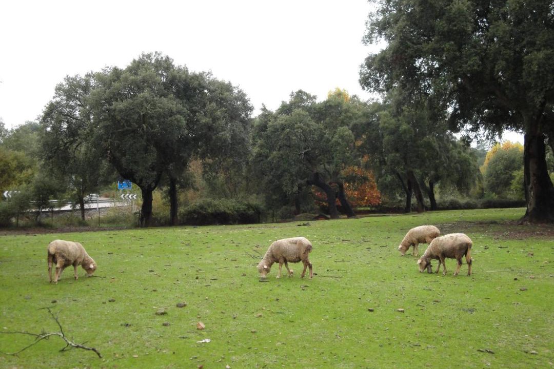 Photo of Others in La Codosera