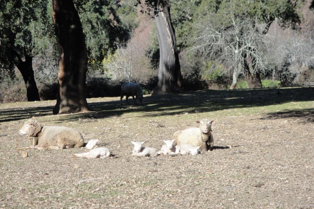 Photo of Others in La Codosera
