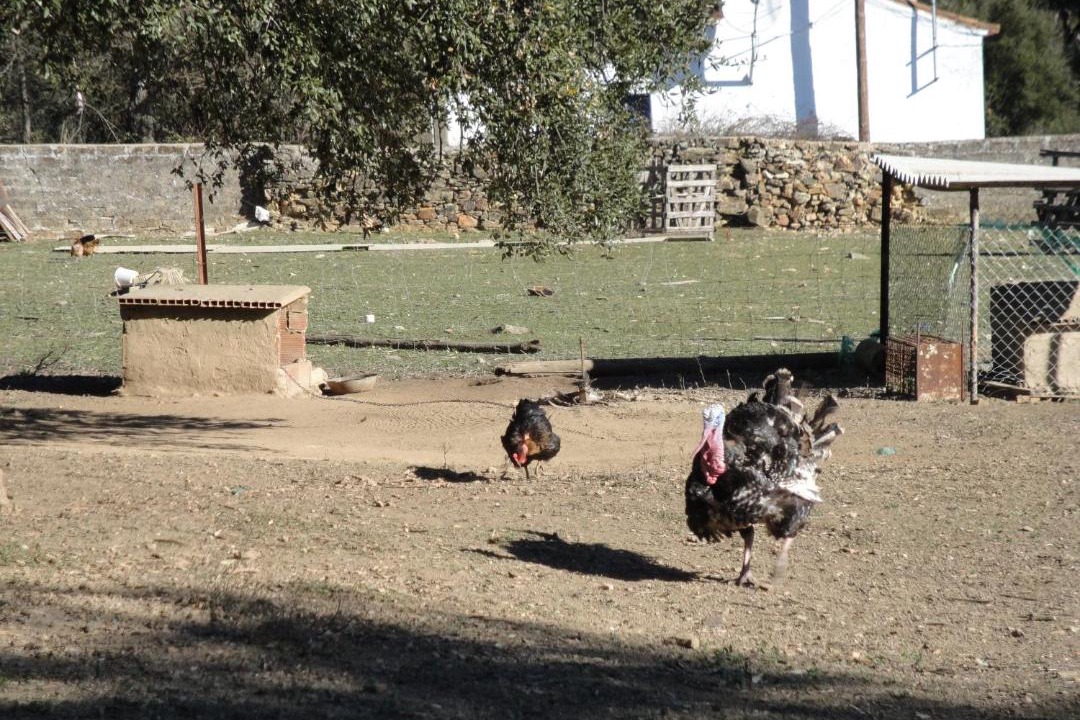 Photo of Others in La Codosera