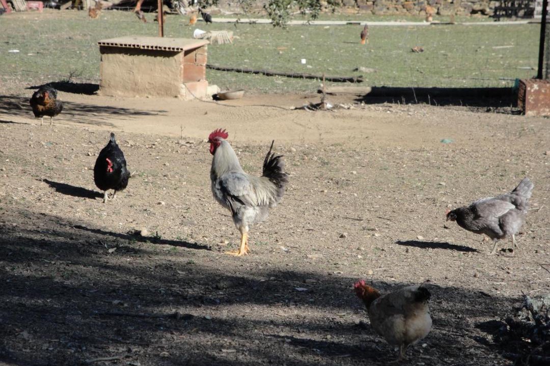 Photo of Others in La Codosera