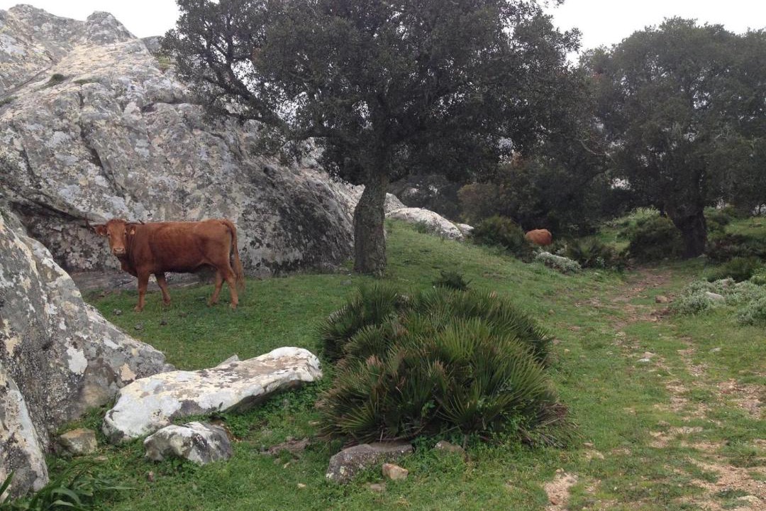 Photo of Others in El Lentiscal