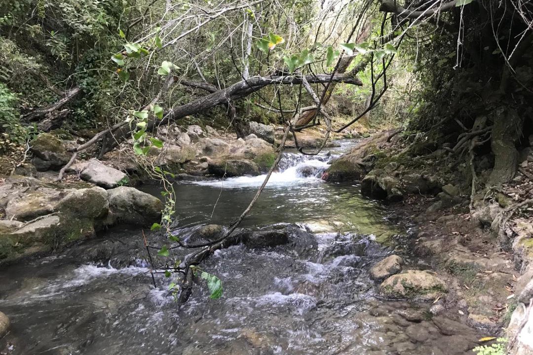 Photo of Others in El Bosque