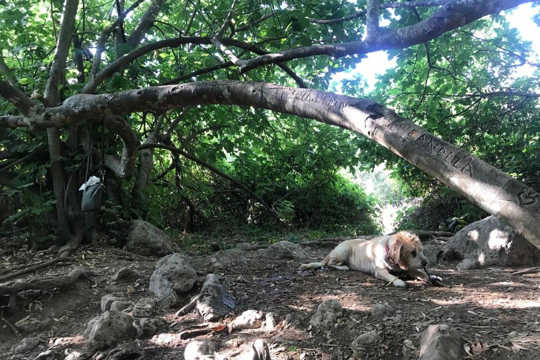 Photo of Others in El Bosque