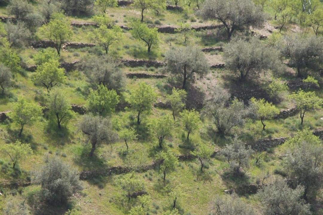 Photo of Others in Arenas