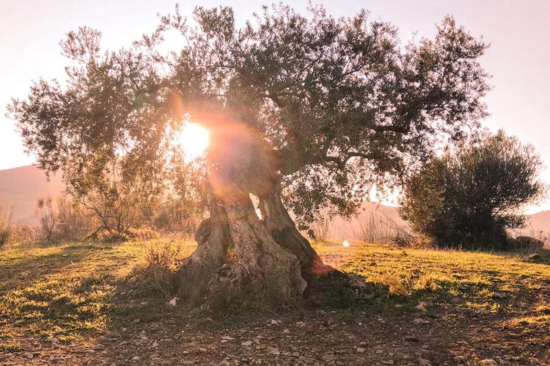 Photo of Others in Comarca de Antequera