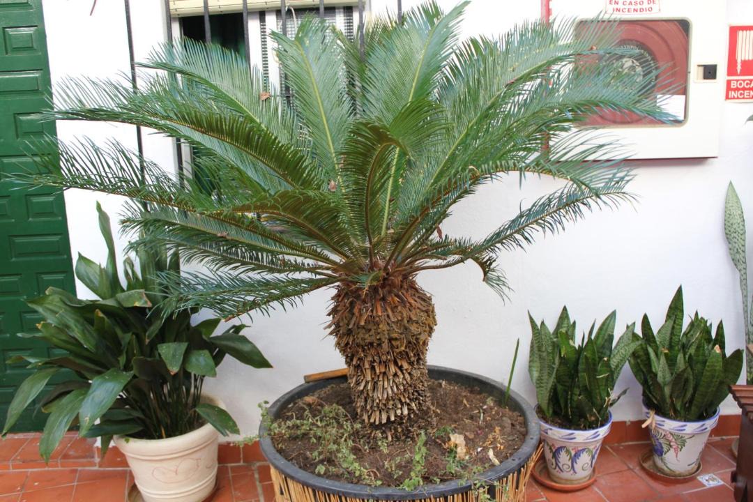 Photo of Others in Alhaurin de la Torre