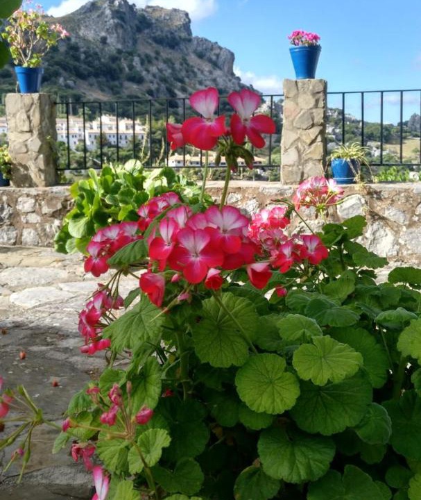 Photo of Others in Grazalema