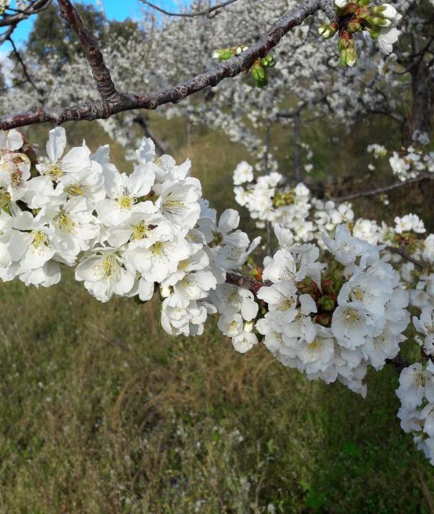 Photo of Outdoor in Gargantilla